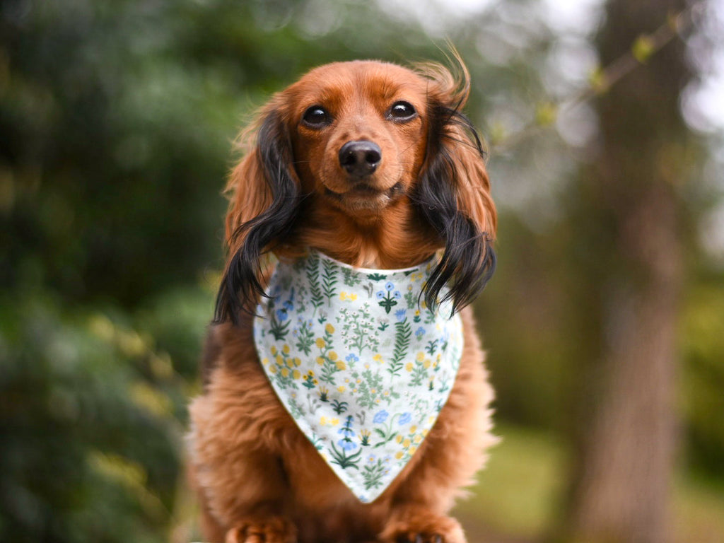 "B&W Halloween" Dog Bandana (Glow in the Dark)