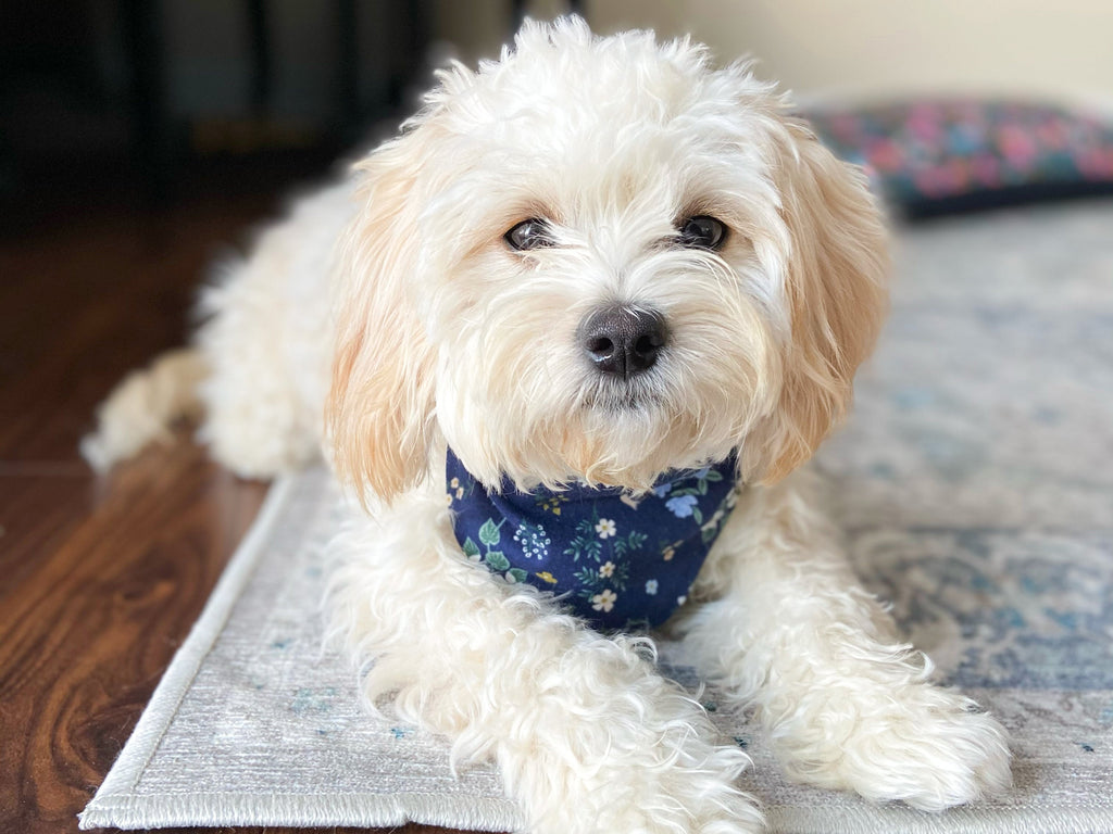 "Barkday on Pink" Dog Bandana