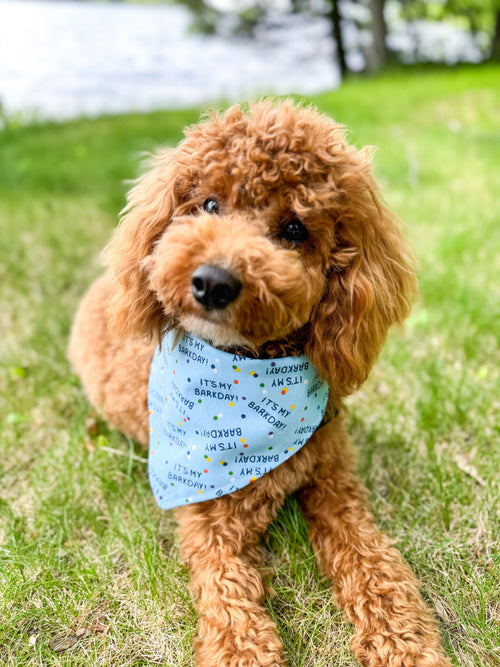 "Barkday on Blue" Dog Bandana