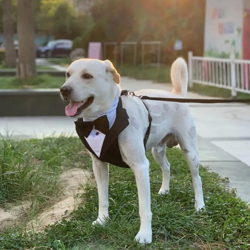 Dog Tuxedo Harness with Bow Tie – Adjustable Vest Harness for Special Occasions