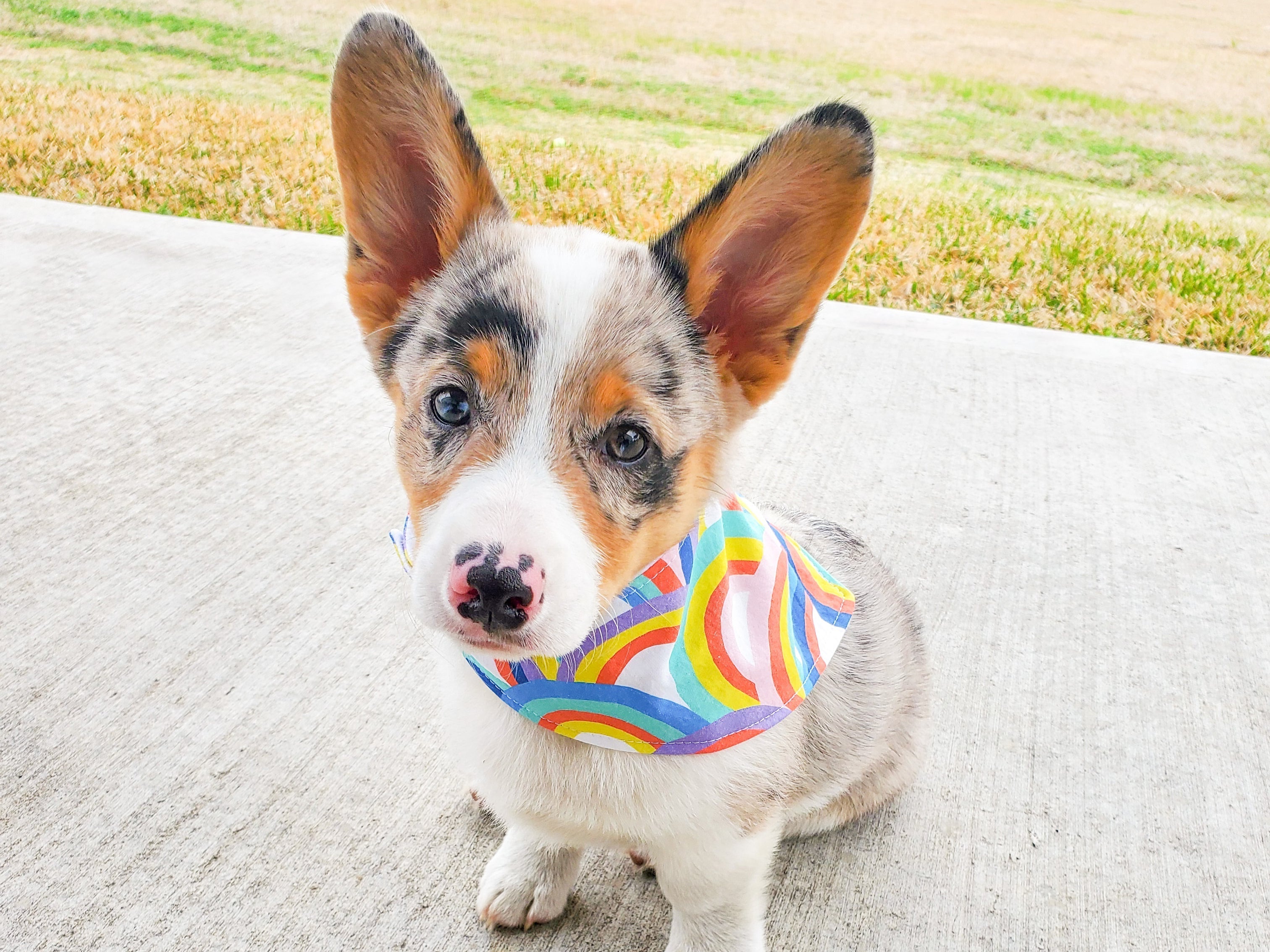 "Birthday Girl" Lavender Dog Bandana