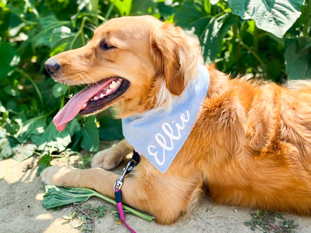 "Best Dog" Wedding Dog Bandana
