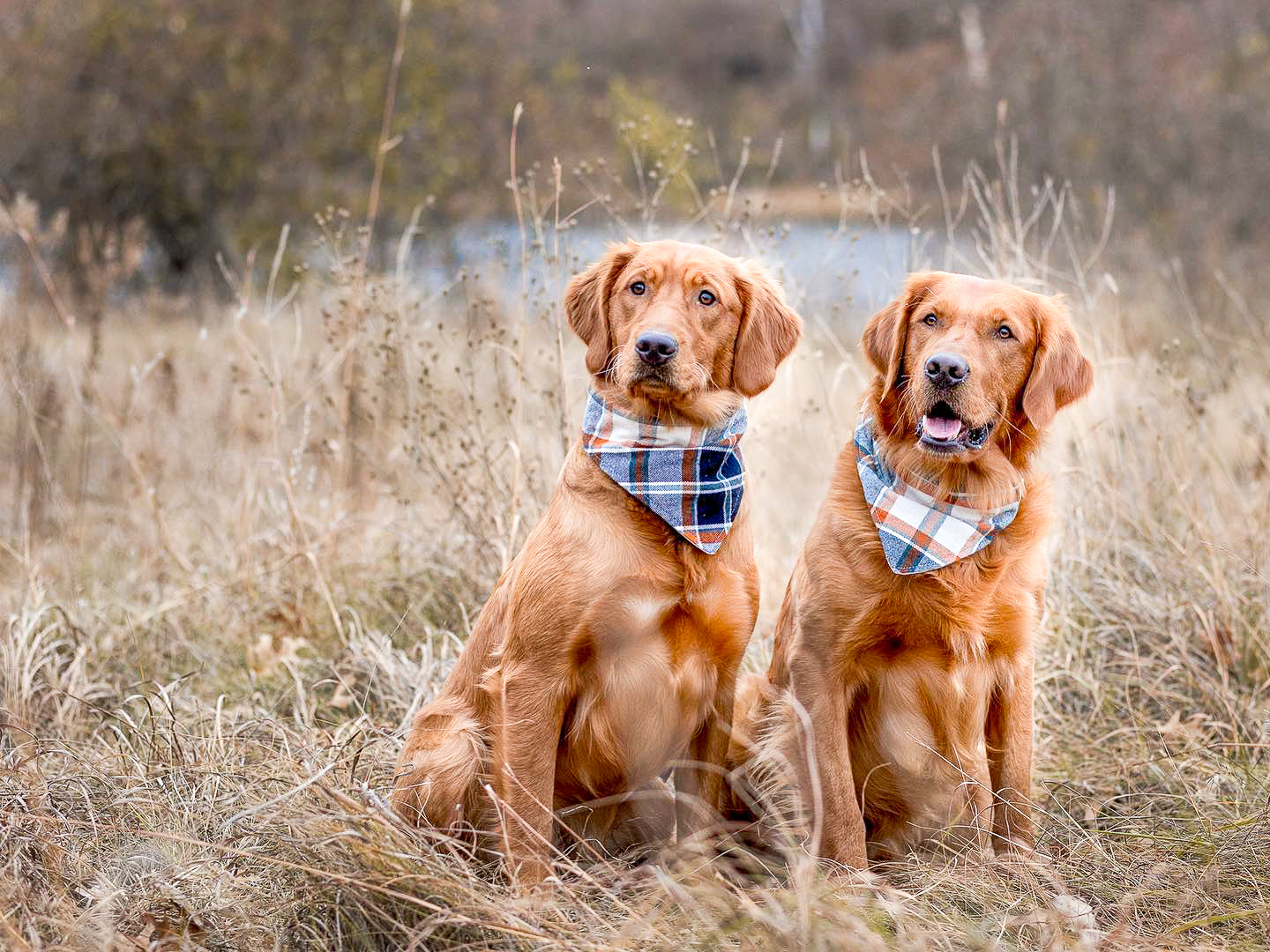 "Berry Floral" Dog Bandana